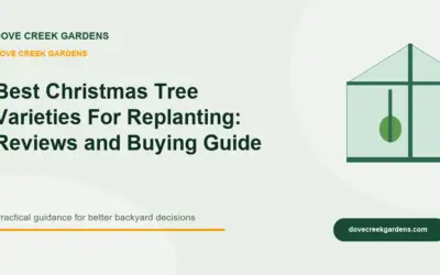 Best Christmas Tree Varieties For Replanting 2026: Reviews and Buying Guide