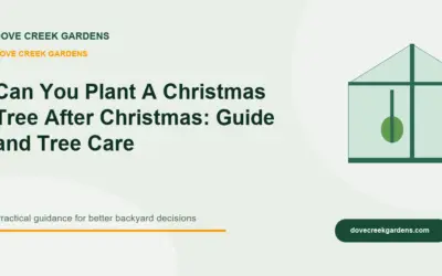 Can You Plant A Christmas Tree After Christmas 2026: Guide and Tree Care
