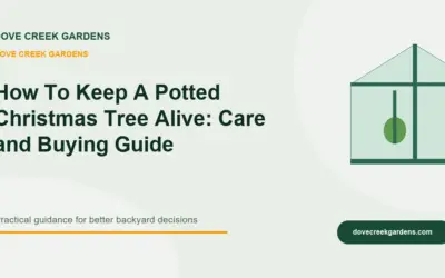 How To Keep A Potted Christmas Tree Alive 2026: Care and Buying Guide