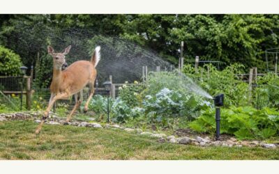 Motion Activated Sprinkler Deer 2026: Reviews and Buying Guide