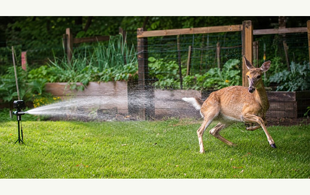 Motion Activated Sprinkler Deer Deterrent 2026: Reviews and Buying Guide